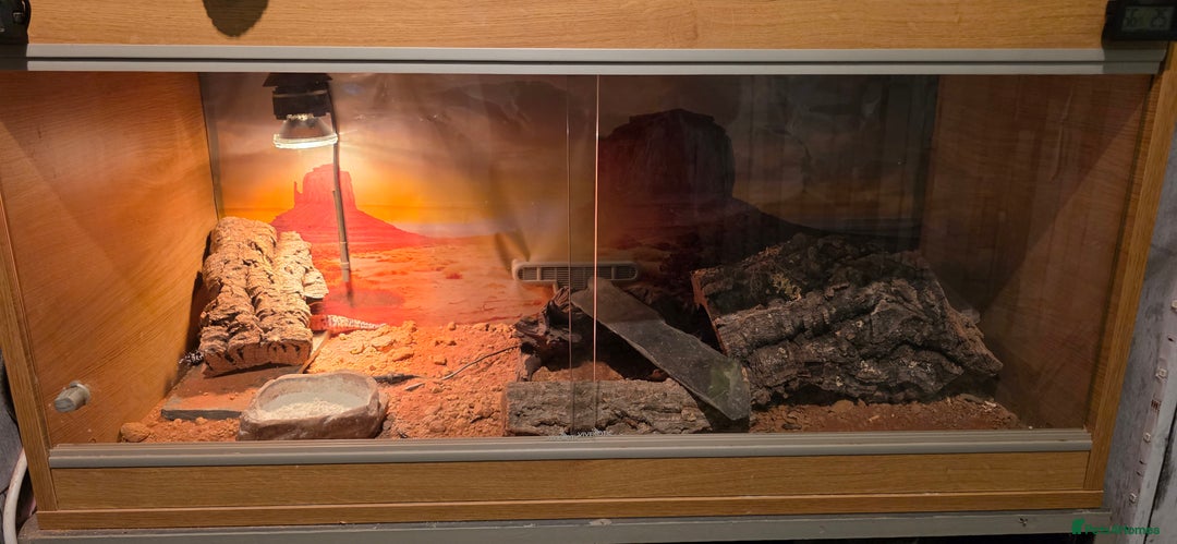 Gecko reptiles for sale: Gecko with vivarium  - Image 5