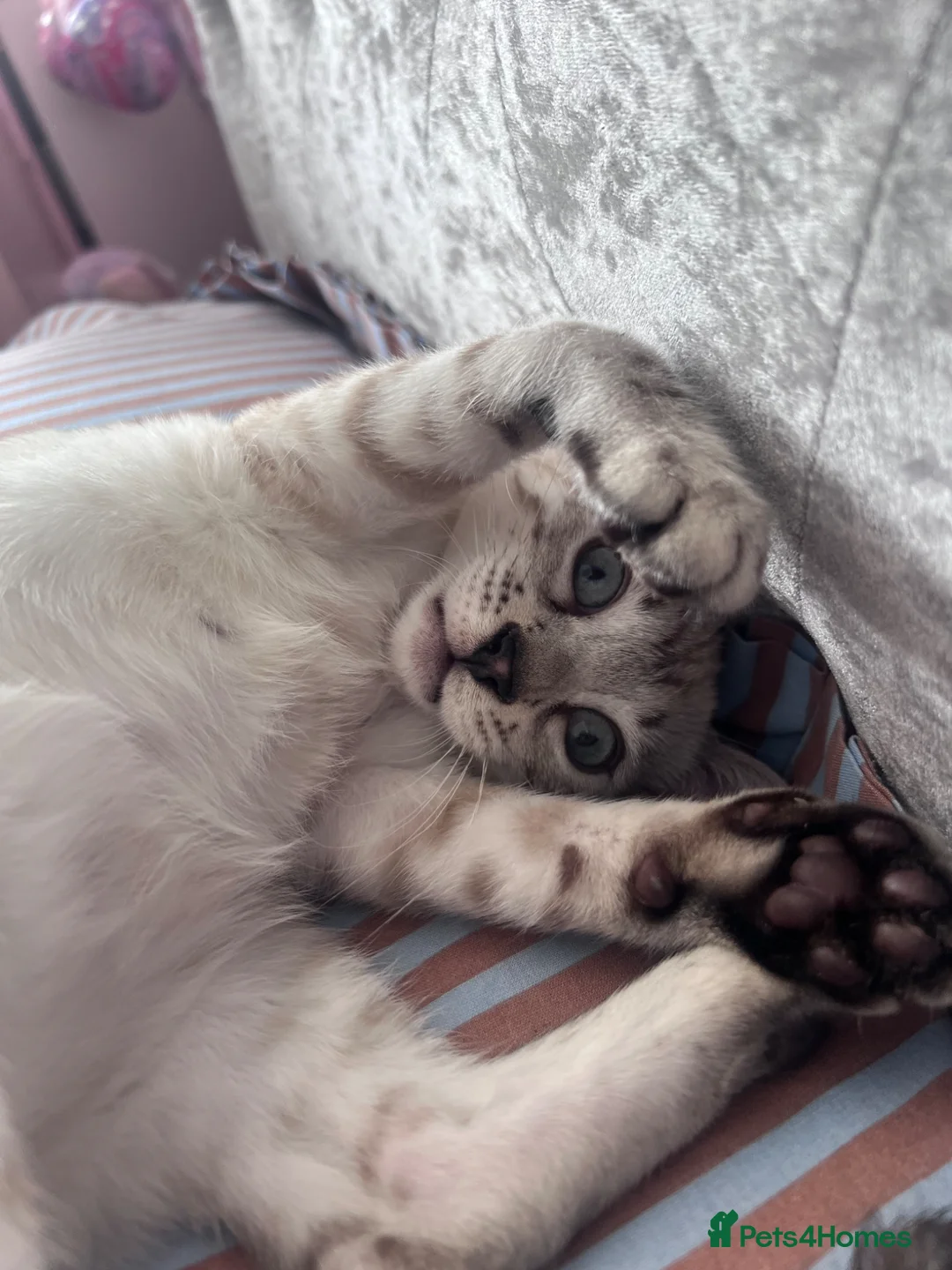 Bengal cats for sale: Our blue eyed girl  - Advert 13