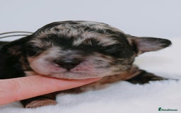 Cavapoo dogs for sale: Extensively health tested F1b curly Cavapoos  - Image 24