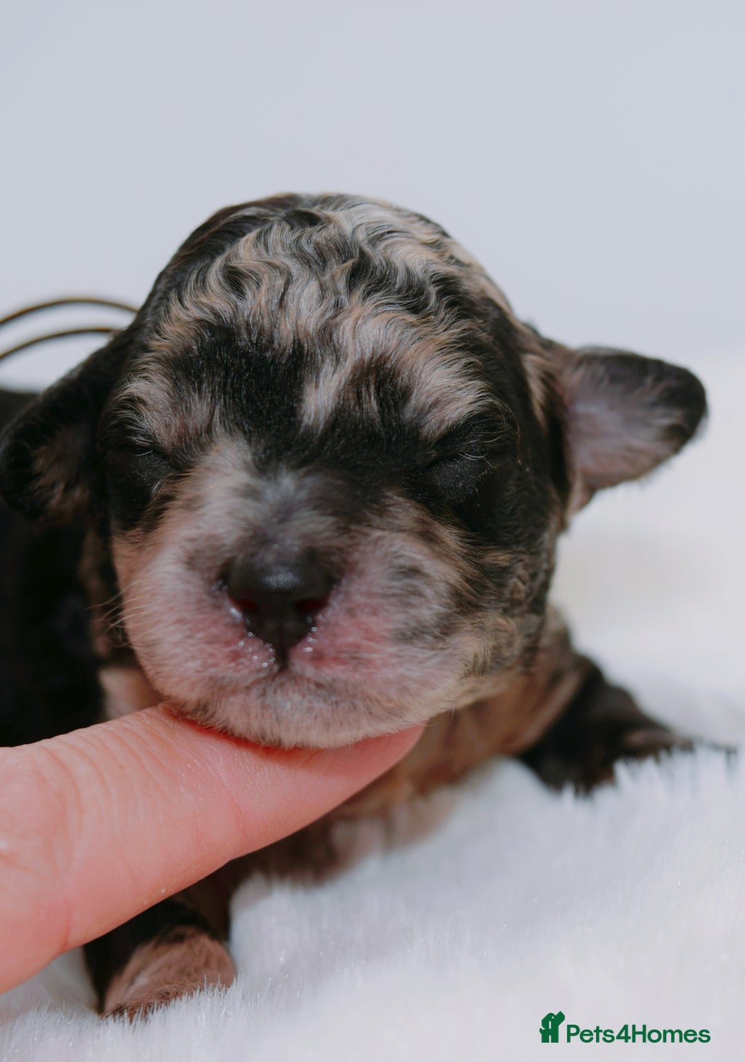 Cavapoo dogs for sale: Extensively health tested F1b curly Cavapoos  - Image 24