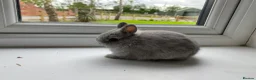 Netherland Dwarf rabbits for sale: Beautiful Netherland dwarf baby rabbit - Advert 5