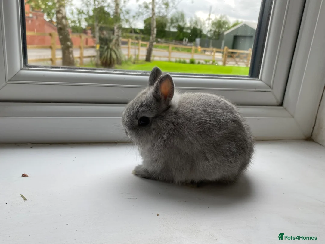 Netherland Dwarf rabbits for sale: Beautiful Netherland dwarf baby rabbit - Advert 5