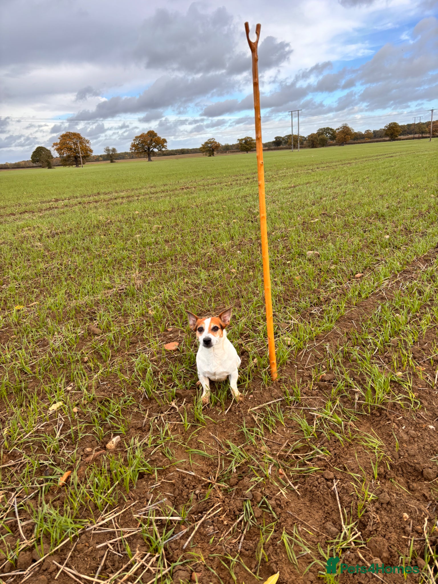 Jack Russell dogs Jack russle stud reggie - Advert 4