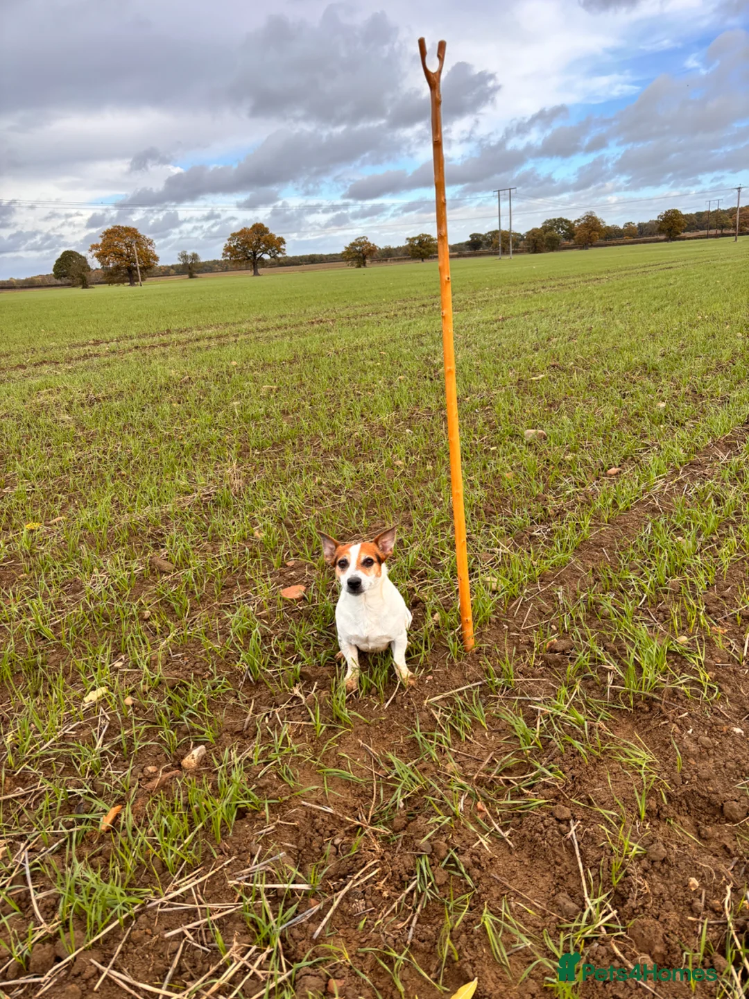 Jack Russell dogs for stud: Jack russle stud reggie - Advert 1