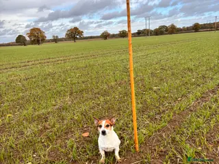 Jack Russell dogs Jack russle stud reggie - Advert 4