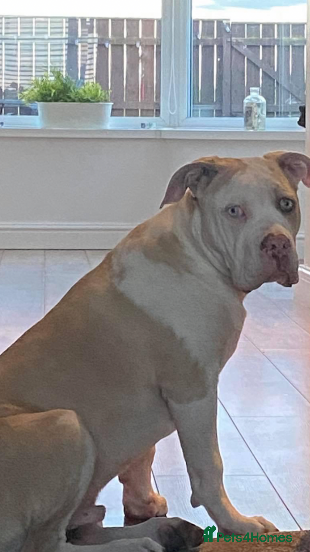 Alapaha Blue Blood Bulldog dogs for stud: Alapaha blue blood bulldog - Advert 18