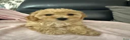 Poochon dogs for sale: Poochon puppies  - Advert 6