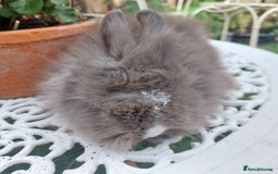Lionhead rabbits for sale: PUREBRED DOUBLE/TEDDY LION HEAD BABIES  - Image 10