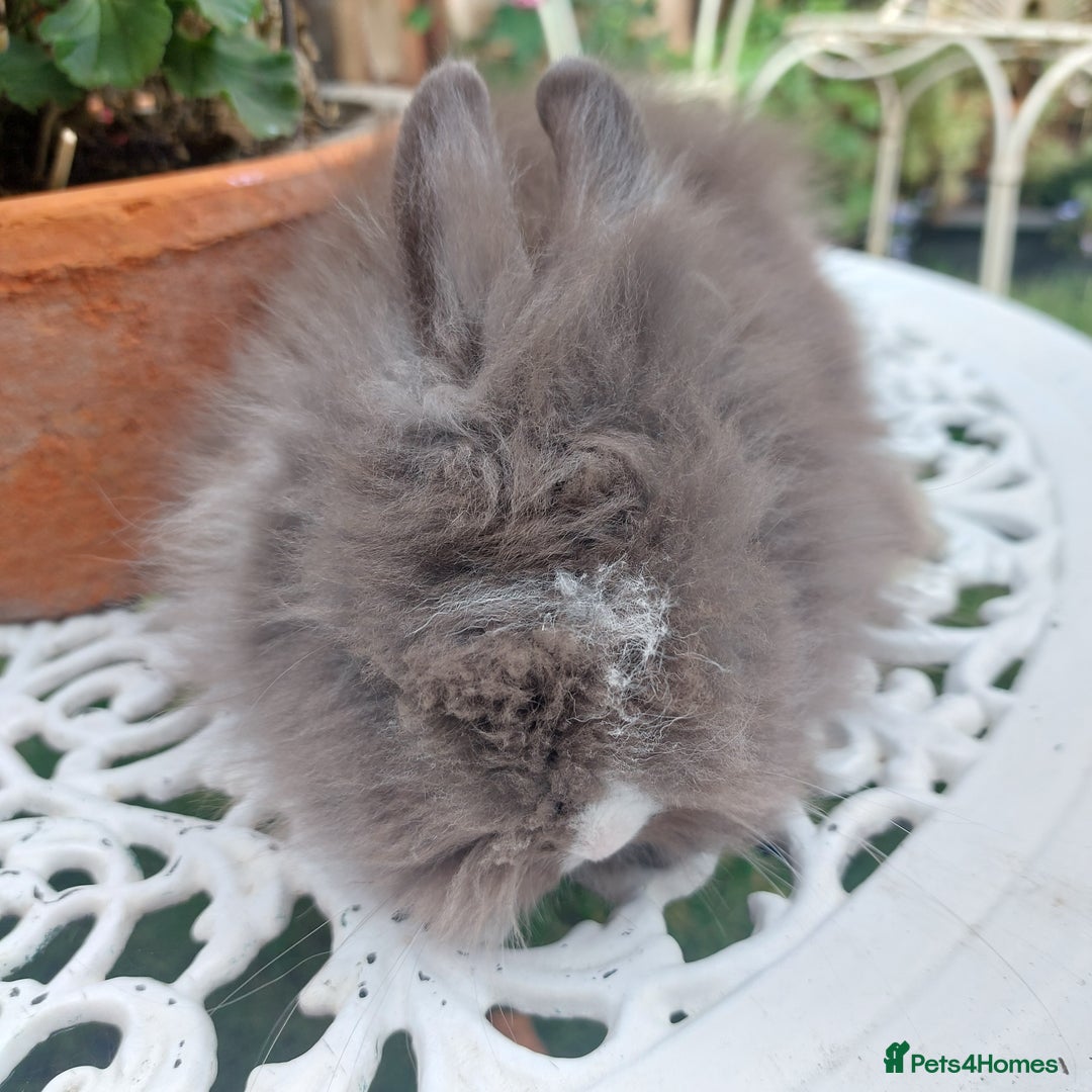 Lionhead rabbits for sale: PUREBRED DOUBLE/TEDDY LION HEAD BABIES  - Image 10