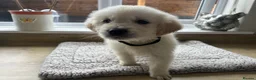 Golden Retriever dogs for sale: Gorgeous golden retriever pups - Advert 4
