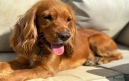 Cocker Spaniel dogs for sale: Show Type Cocker Spaniels - Image 13