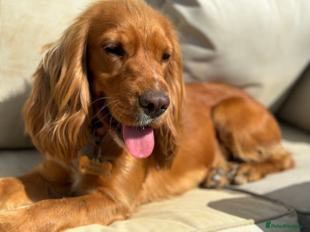 Cocker Spaniel dogs for sale: Show Type Cocker Spaniels - Image 13