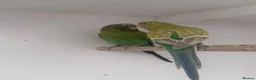 Budgerigars birds for sale: Hagoromo, Black Wing & Dun Fallow Budgies 4 Sale - Advert 3