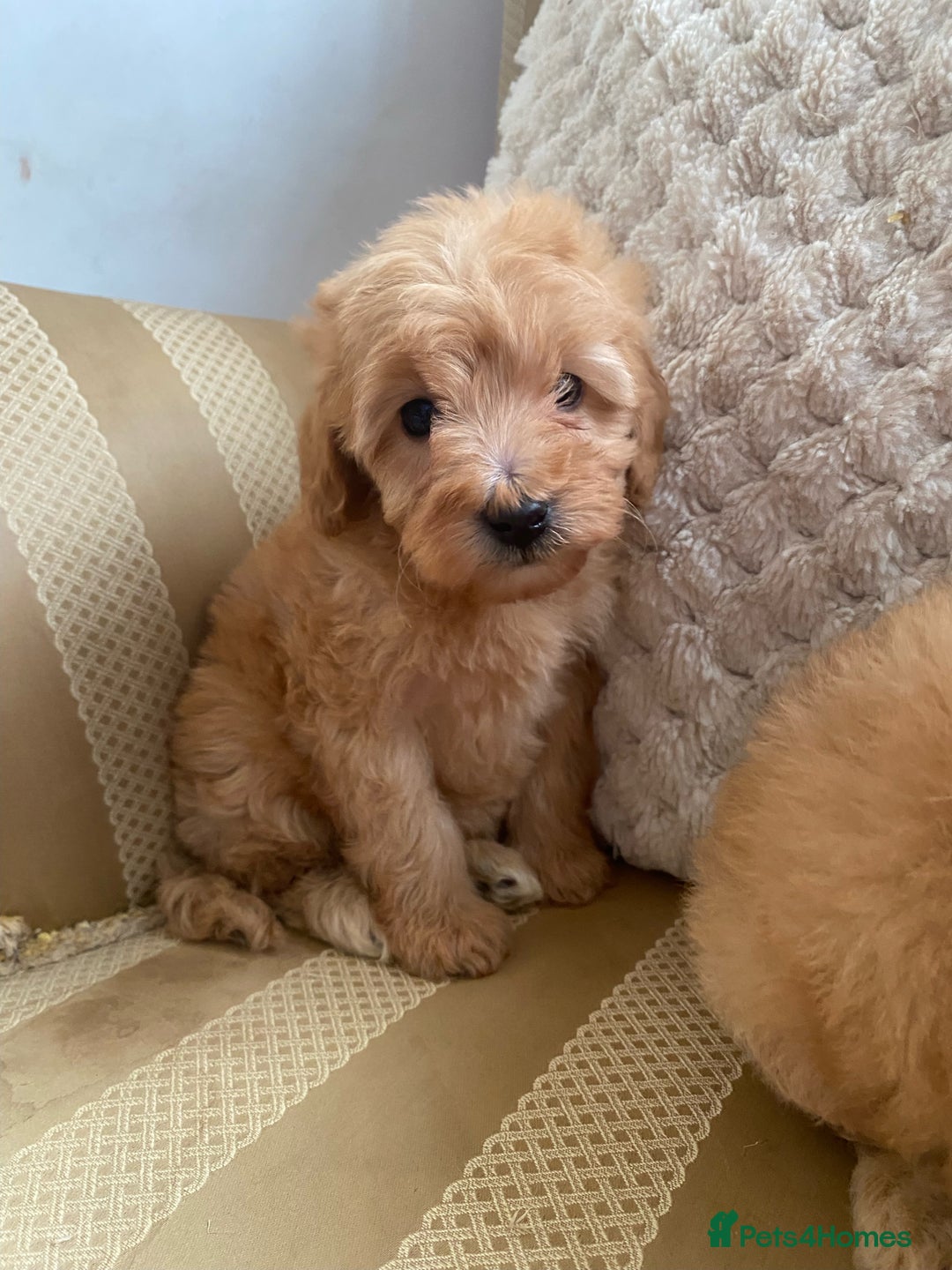 Cockapoo dogs for sale: F1B apricot cockapoos - Advert 10