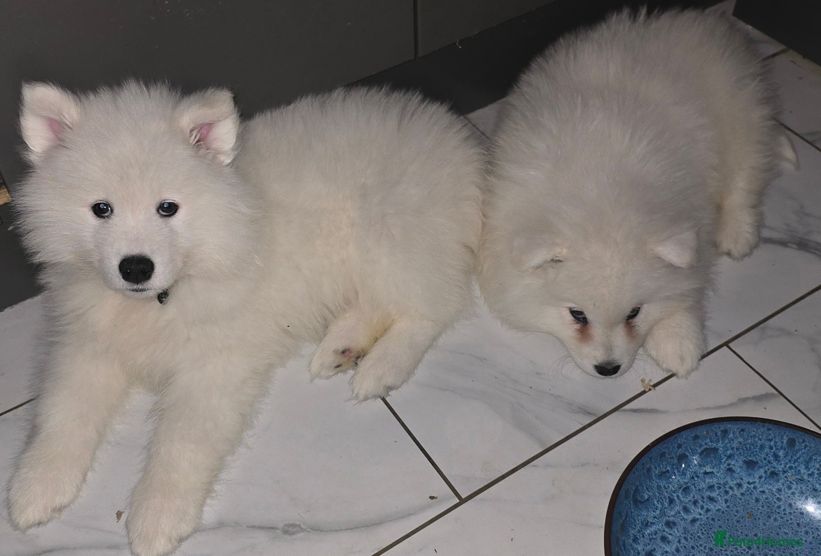 Samoyed dogs Only 2 beautiful girls left  - Advert 2