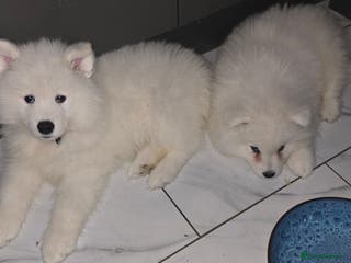 Samoyed dogs Only 2 beautiful girls left - Advert 2