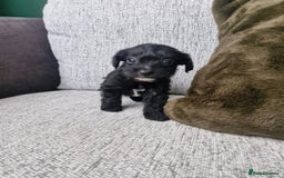 Jackapoo dogs for sale: Gorgeous Jackapoo Puppies - Image 8