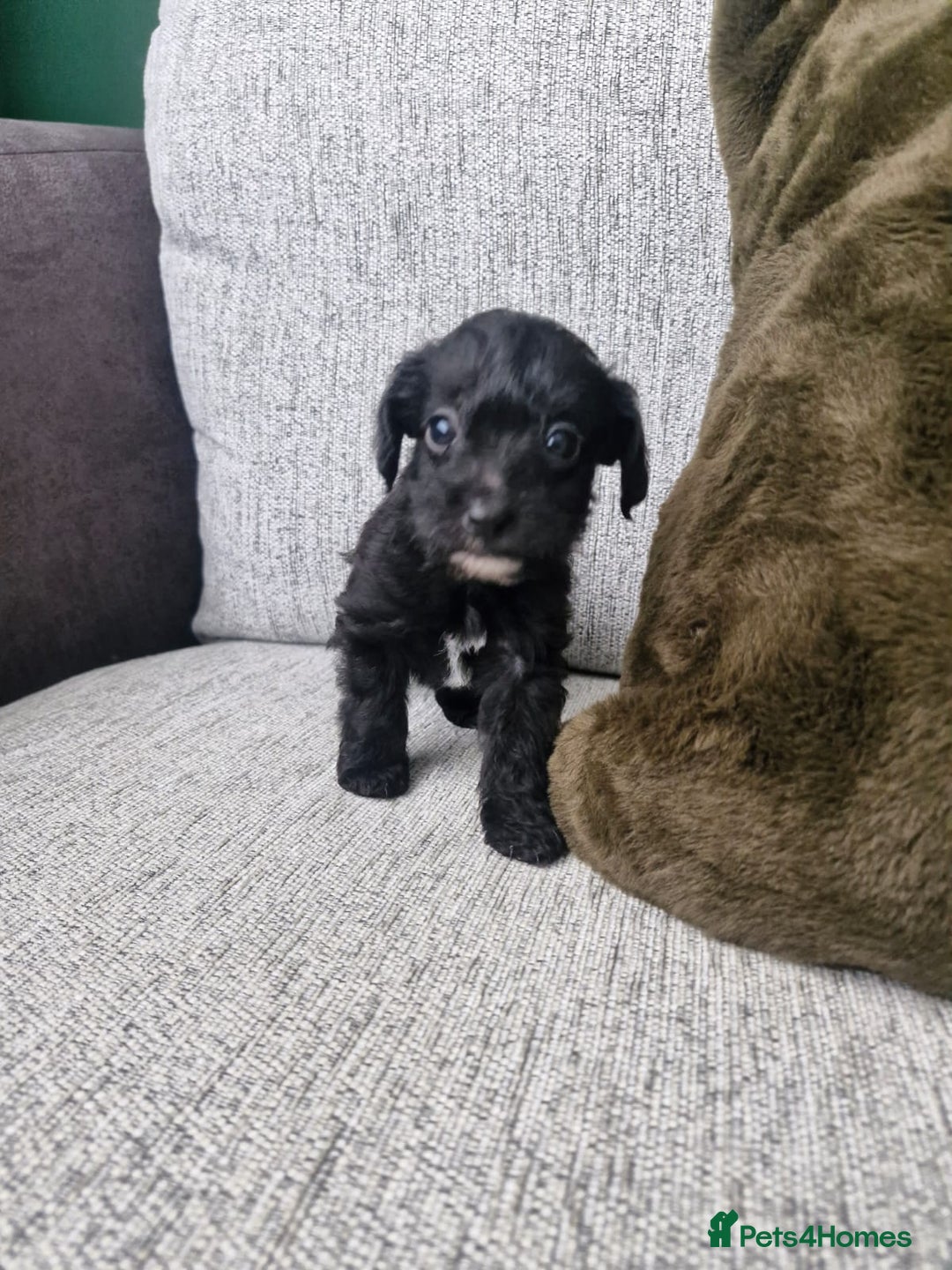 Jackapoo dogs for sale: Gorgeous Jackapoo Puppies - Image 8