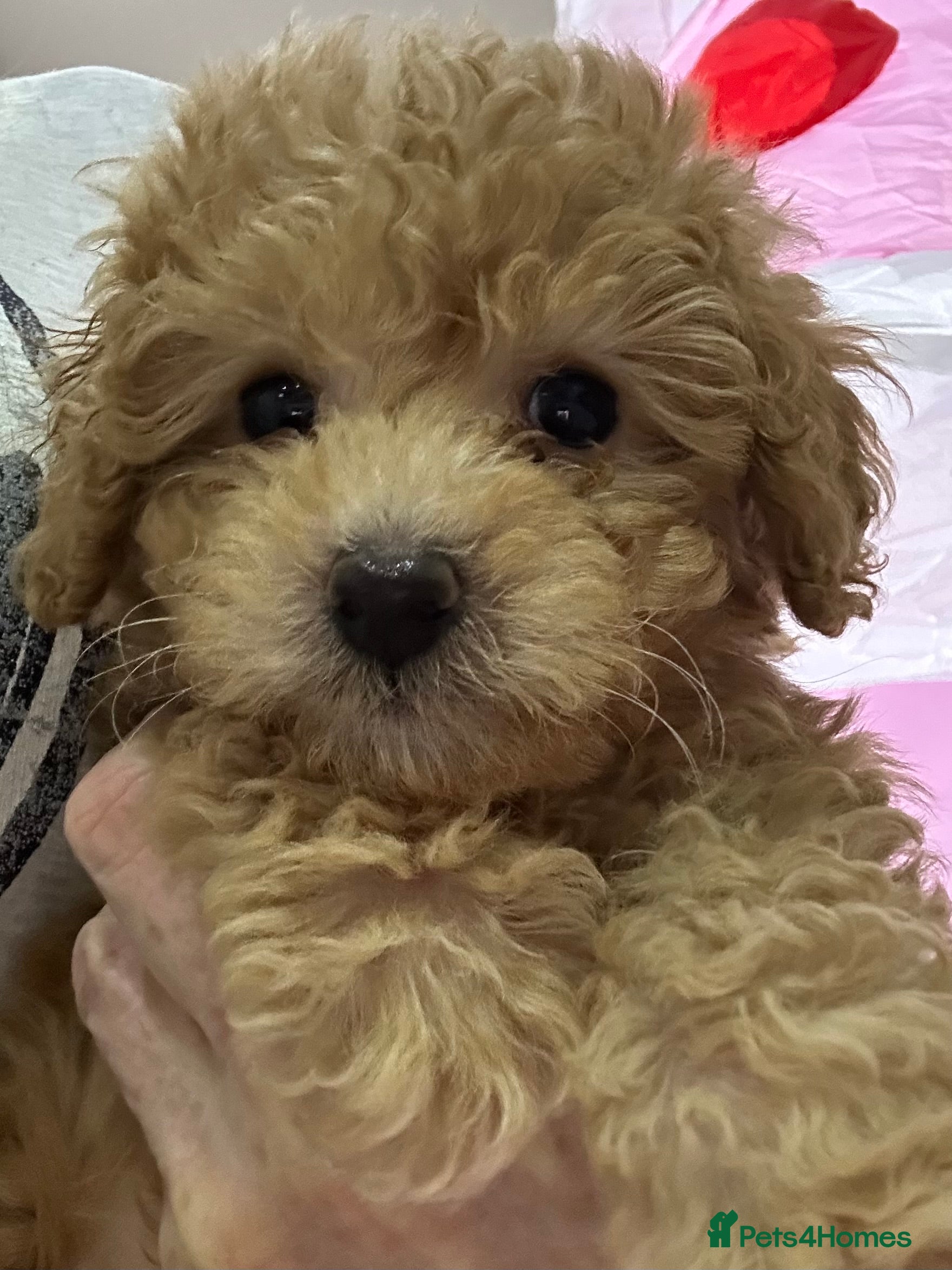 Toy Poodle dogs Tiny toy poodle puppies Ready Now! - Advert 4