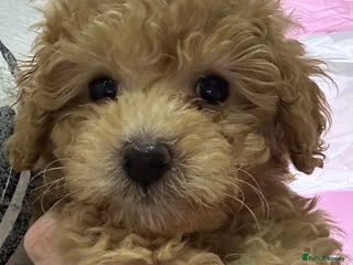 Toy Poodle dogs Tiny toy poodle puppies Ready Now! - Advert 14