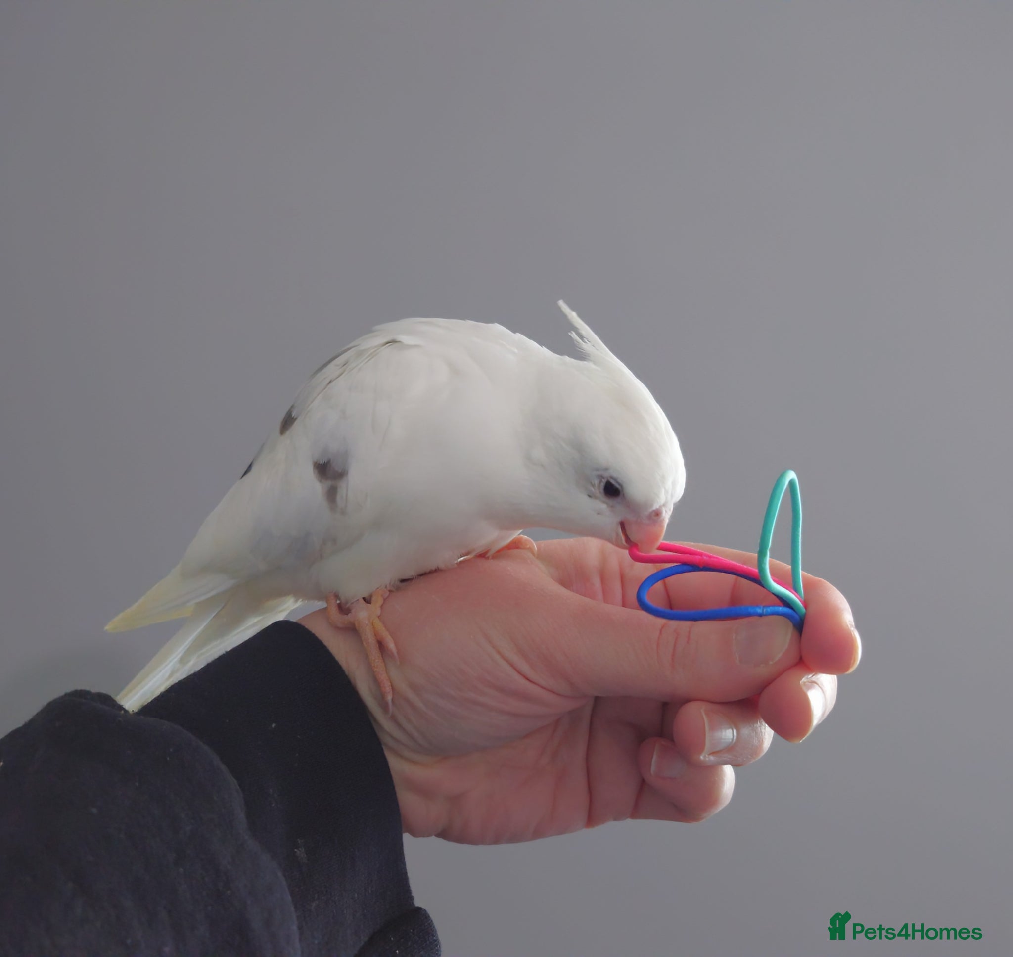 Cockatiels birds Hand reread silly tame DNA sexed baby cockatiels  - Advert 1