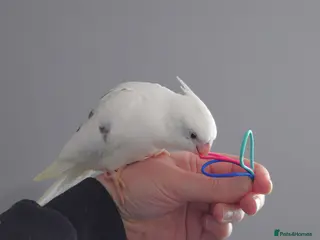 Cockatiels birds Hand reread silly tame DNA sexed baby cockatiels - Advert 3