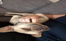 French Bulldog dogs for sale: 2 year old female  - Image 2