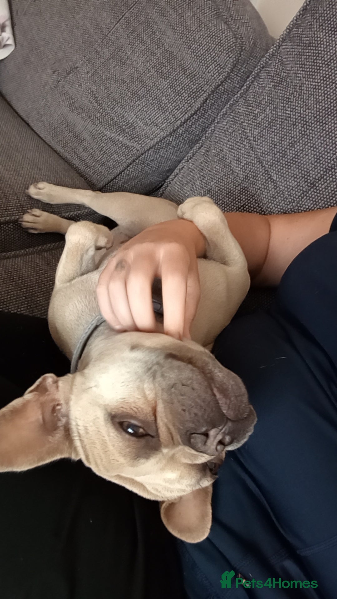 French Bulldog dogs for sale: 2 year old female  - Image 2
