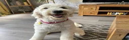 Goldendoodle dogs for sale: Beautiful golden doodle puppies for sale  in Norwich - Advert 1