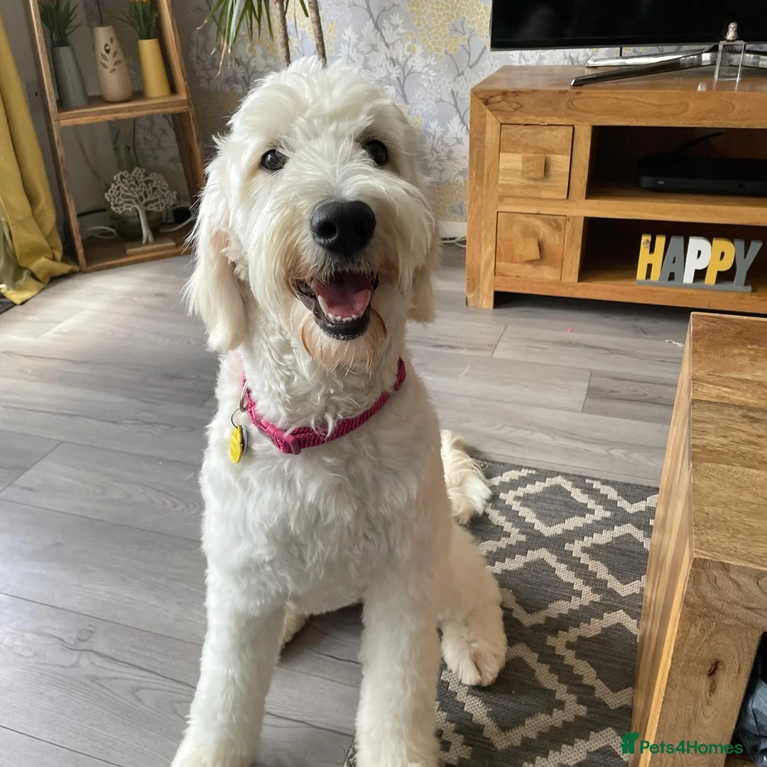 Goldendoodle dogs for sale: Beautiful golden doodle puppies for sale  in Norwich - Advert 1