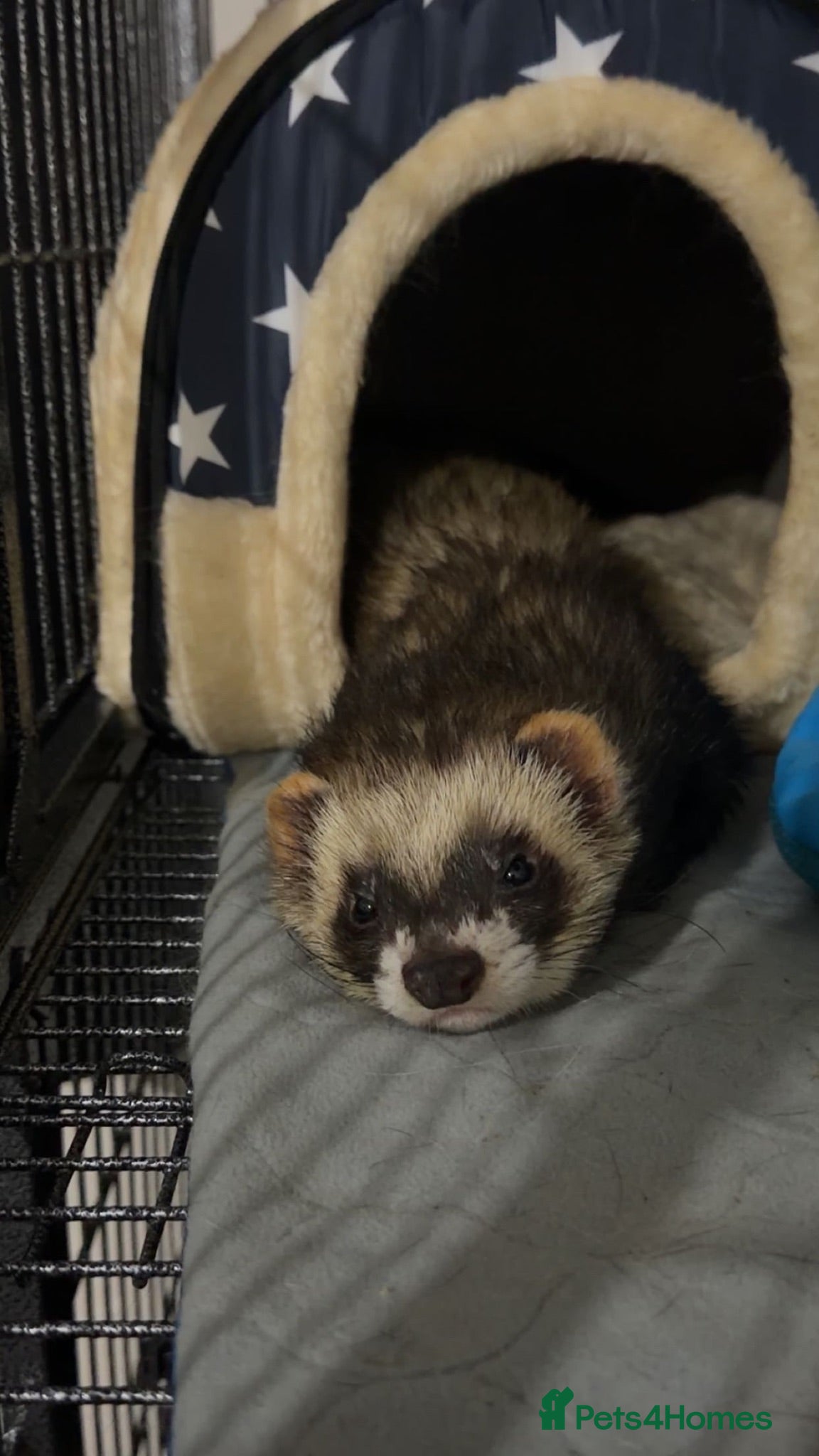 Ferret rodents 2 male ferrets looking for forever home  - Advert 2