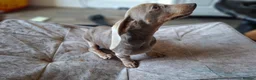 Dachshund dogs for sale: Stunning blue male daschund  - Advert 5