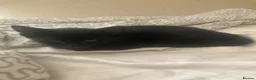 Domestic Shorthair cats for sale: 6 beautiful kittens is ready to go - Advert 16
