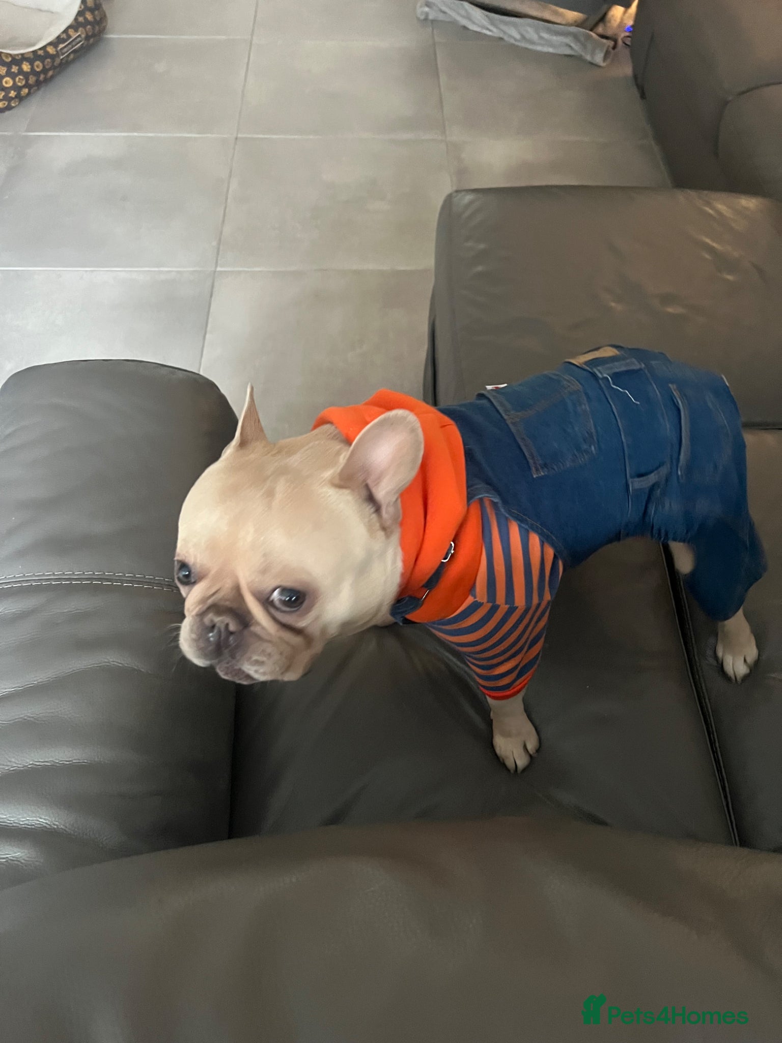 French Bulldog dogs French Bully for Studding - Advert 1