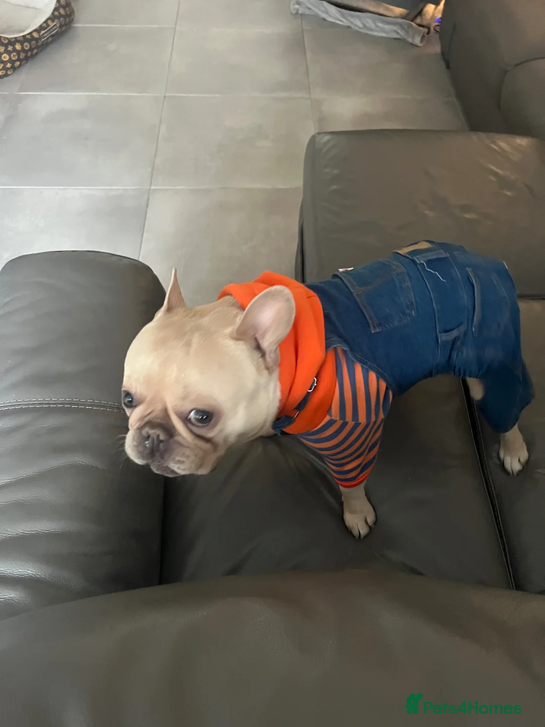 French Bulldog dogs for stud: French Bully for Studding in Harlow - Advert 1