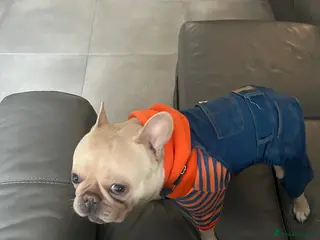 French Bulldog dogs French Bully for Studding - Advert 1