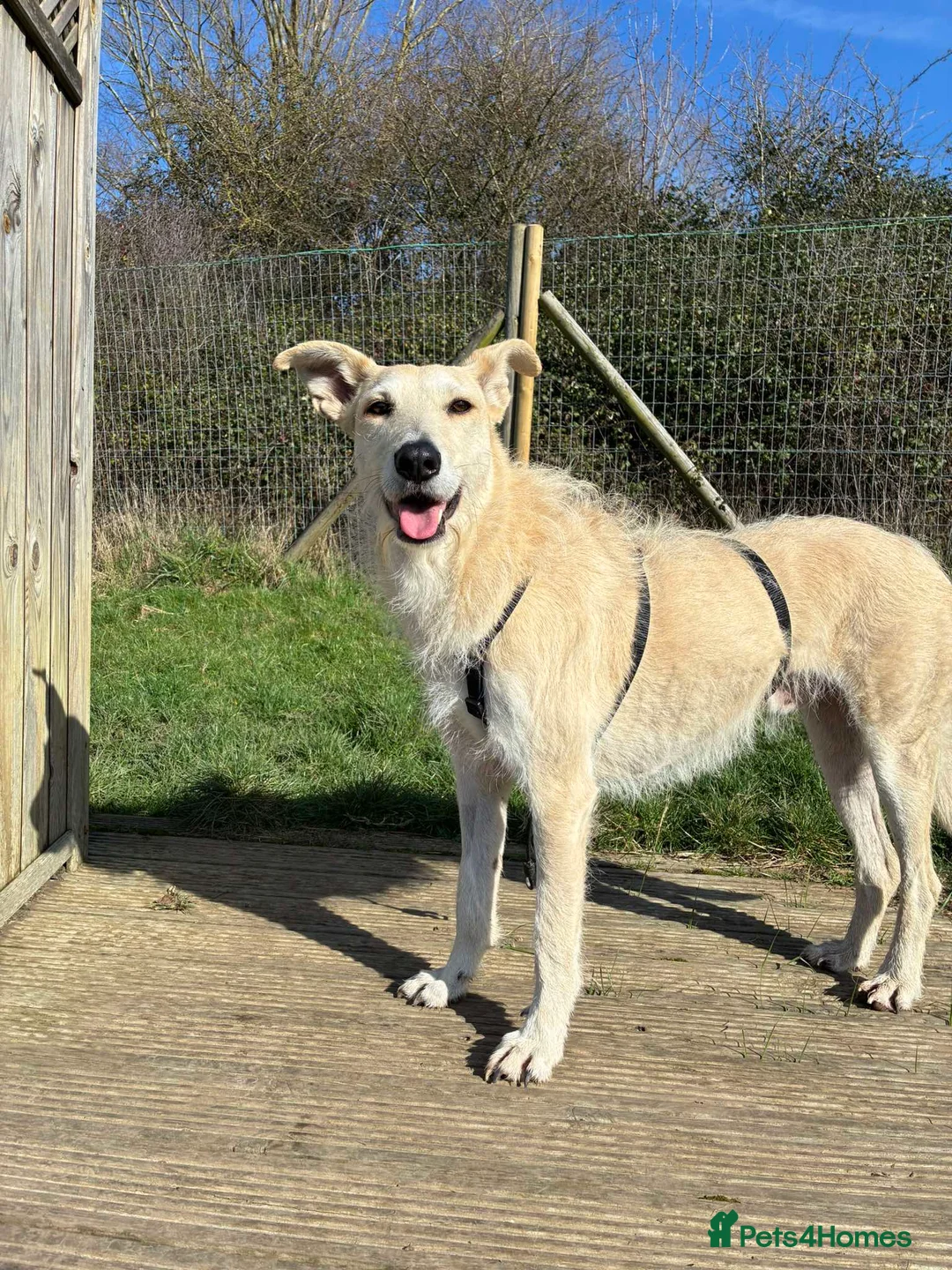 Mixed Breed dogs for adoption: Pretty Peggy looking for her family - Advert 1