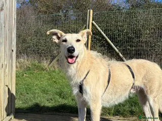 Mixed Breed dogs Pretty Peggy looking for her family - Advert 1