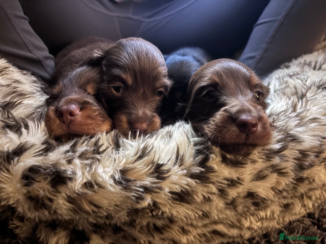 Miniature Dachshund dogs for sale: Long haired miniature dachshunds  - Advert 2
