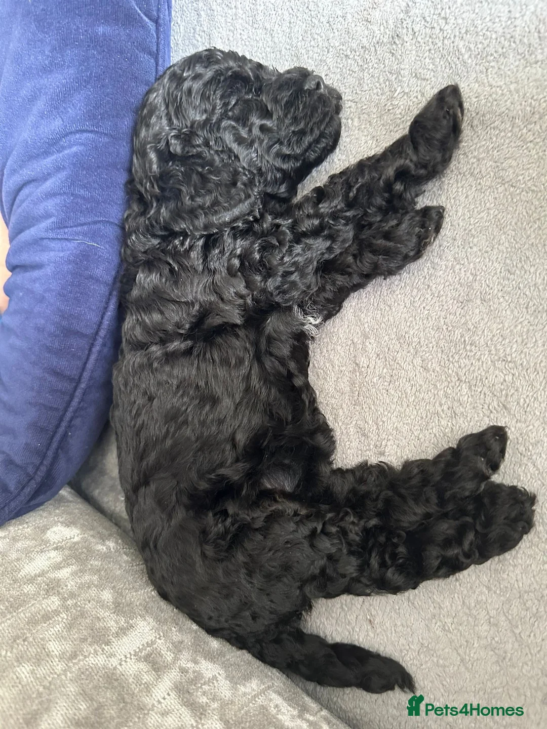 Miniature Poodle dogs for stud: DWKC  merle miniature poodle. Fully health tested  in Walsall - Advert 16
