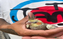 Cockatiels birds for sale: Baby lorrekeet £300 /cockatiels £80 each  - Image 5