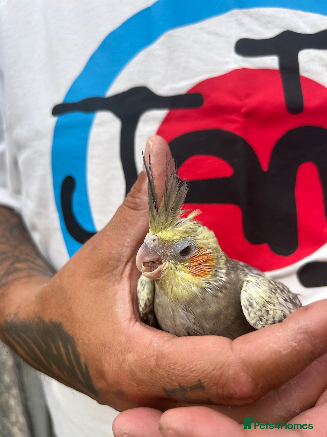 Cockatiels birds for sale: Baby lorrekeet £300 /cockatiels £80 each  - Image 5