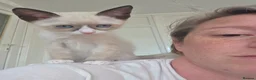 Snowshoe cats for sale: Rare TICA registered Snowshoe kittens - Advert 23