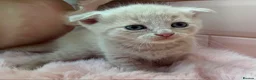 Scottish Fold cats for sale: Stunning Scottish fold & Selkirk Rex kitten  - Advert 5