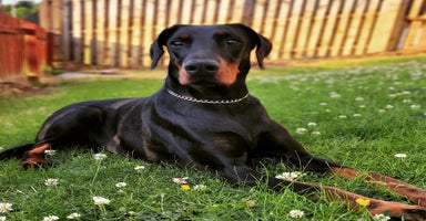 Dobermann dogs - Advert 16