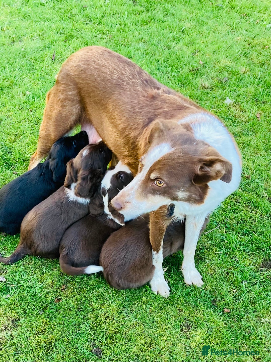 Mixed Breed dogs for sale: Welsh Red Collie x Labrador puppies - Advert 8