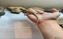 Bearded Dragon reptiles for sale: Baby Bearded dragons - Image 3