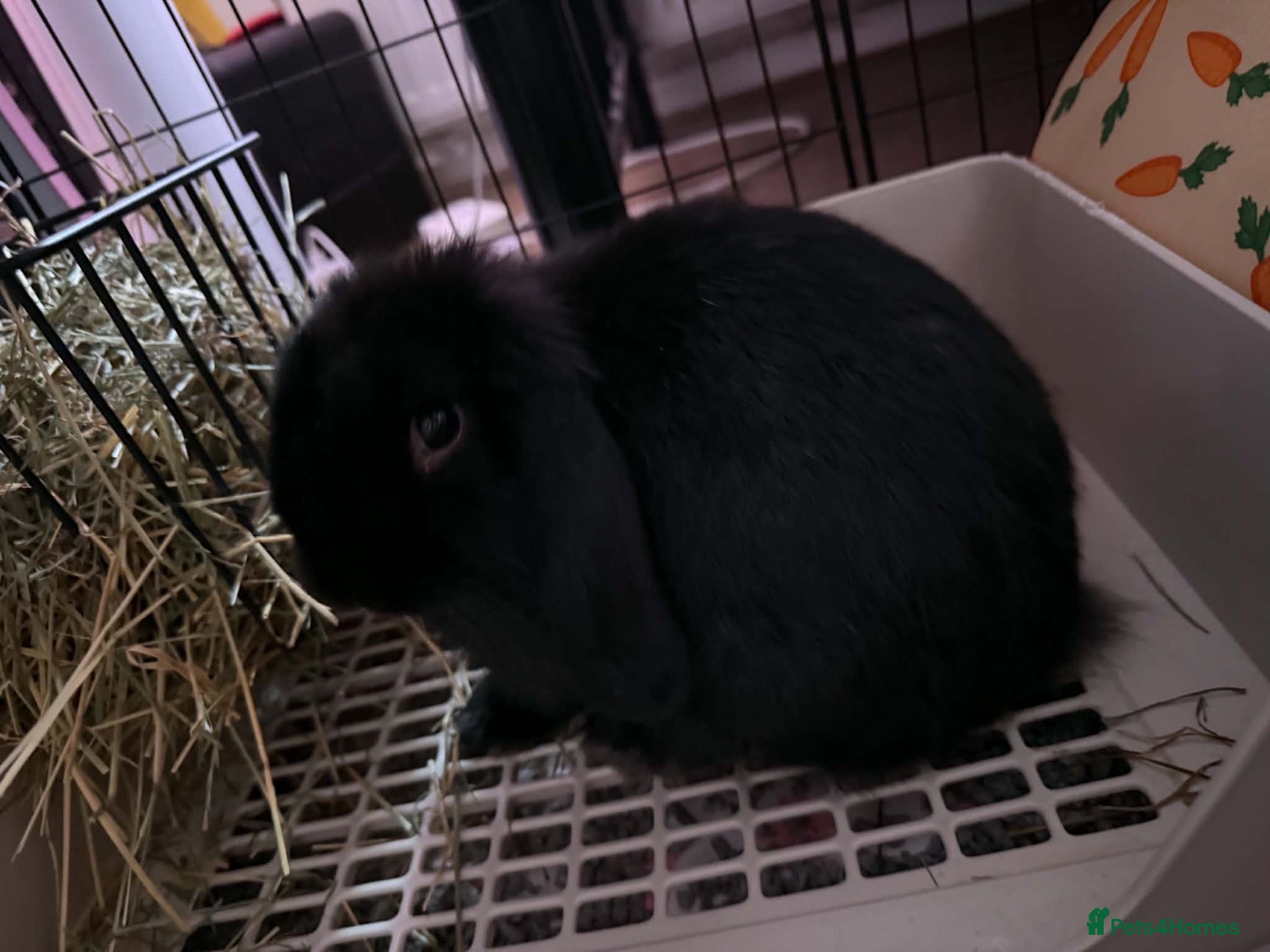 Mini Lop rabbits My baby needs new loving home - Advert 1