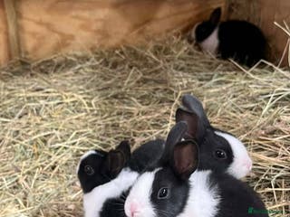 Dutch rabbits Dutch Baby Rabbits - Advert 1