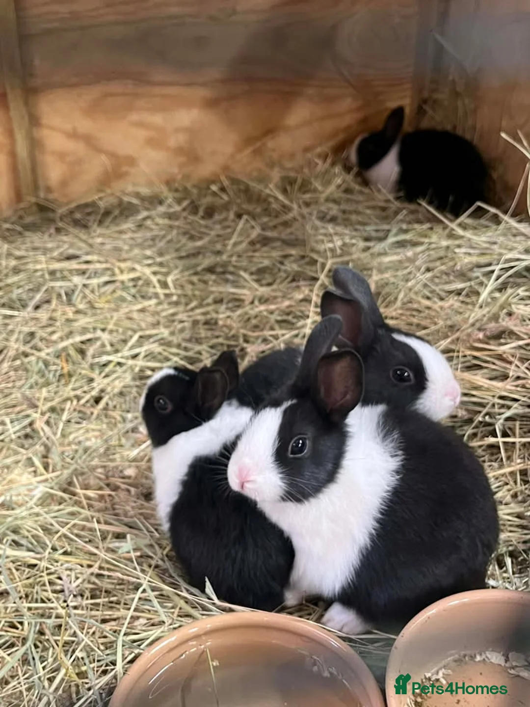 Dutch rabbits for sale: Dutch Baby Rabbits - Advert 1